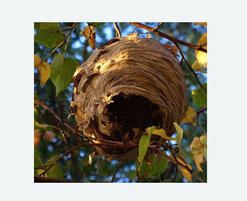 Обработка от шершней в Сасово