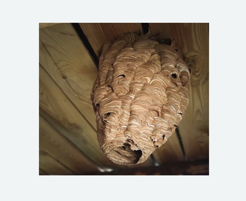 обработка от шершней в Сасово