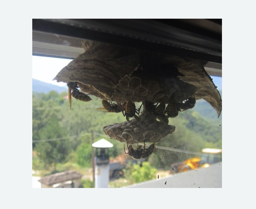 Уничтожение гнёзд шершней в Сасово