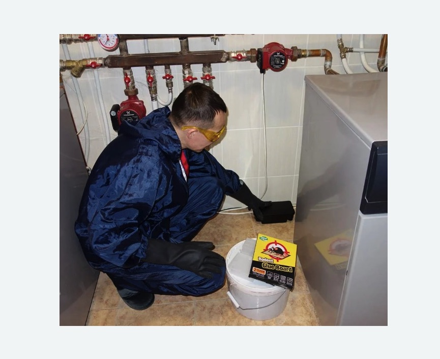 Уничтожение крыс в Сасово