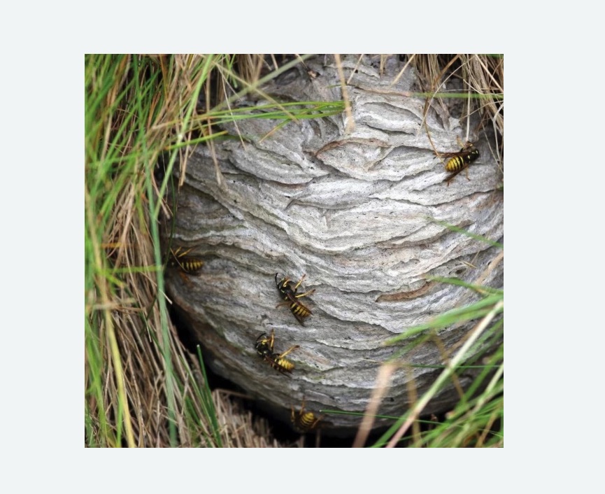 Уничтожение ос и ульев в Сасово